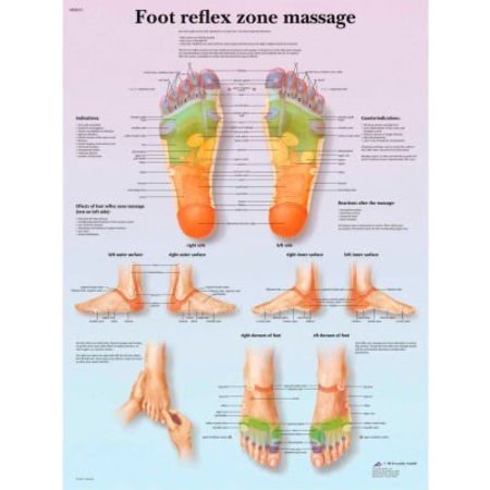 FABRICATION ENTERPRISES 3B® Anatomical Chart - Foot Massage, Reflex Zone, Paper 12-4604P